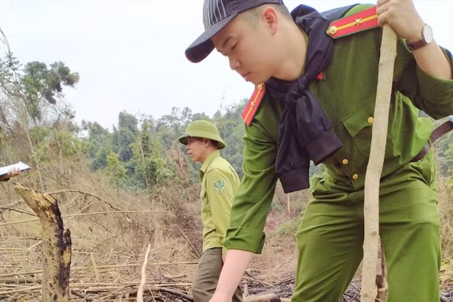  Công an huyện Hương Khê (tỉnh Hà Tĩnh) phối hợp cùng Hạt Kiểm lâm Hương Khê điều tra khu vực rừng mà đối tượng Thông đã hủy hoại. Ảnh: KL