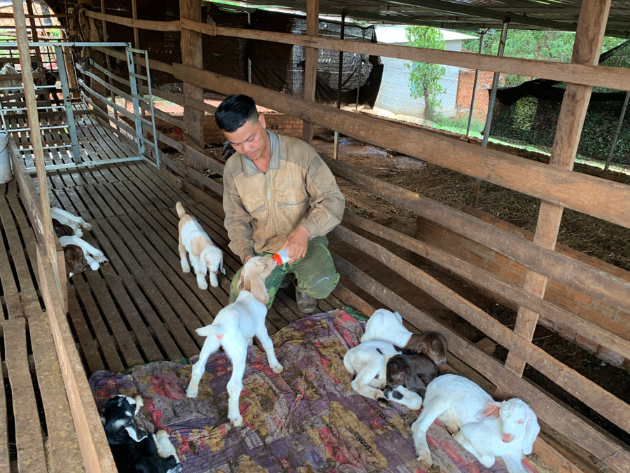 Có lứa dê mẹ đẻ 4 con nên anh Minh Gia Thiện (thôn 4, xã Ia Tôr, huyện Chư Prông) phải bổ sung thêm sữa tươi cho dê con. Ảnh: Hà Duy Có lứa dê mẹ đẻ 4 con nên anh Thiện phải bổ sung thêm sữa tươi cho dê con