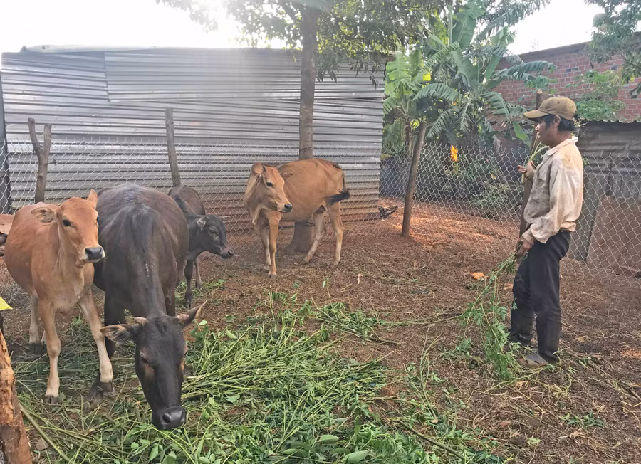 Đàn bò của ông Nhir đang bình phục sau khi được cán bộ thú y xã Ia Băng hướng dẫn chữa trị. Ảnh: Nguyễn Diệp