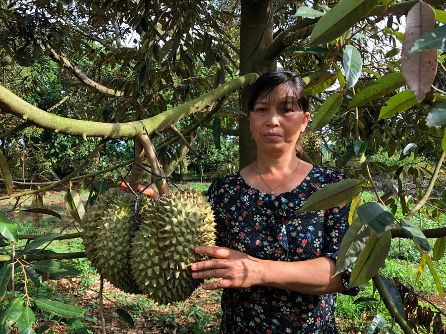 Có thể nói nhờ trồng cây ăn quả, nhiều hộ dân ở 