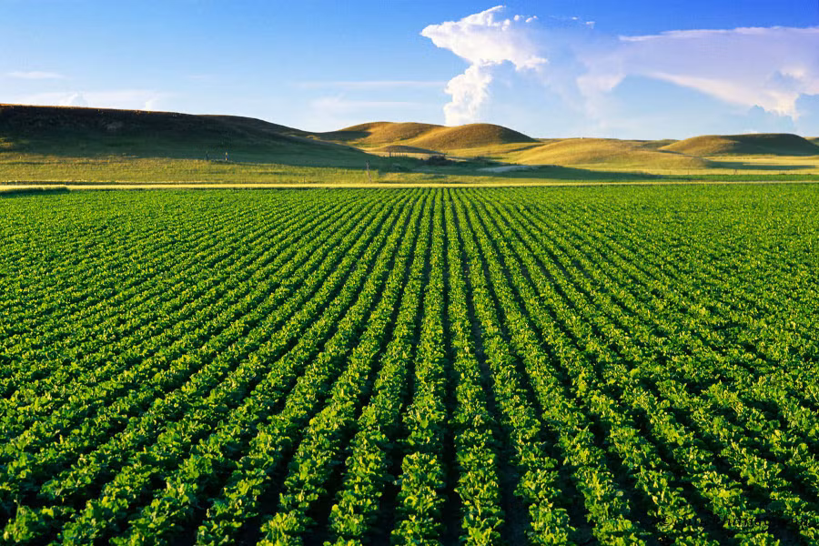 Theo quy định hiện hành, không phải đối tượng nào cũng có thể mua bán đất nông nghiệp