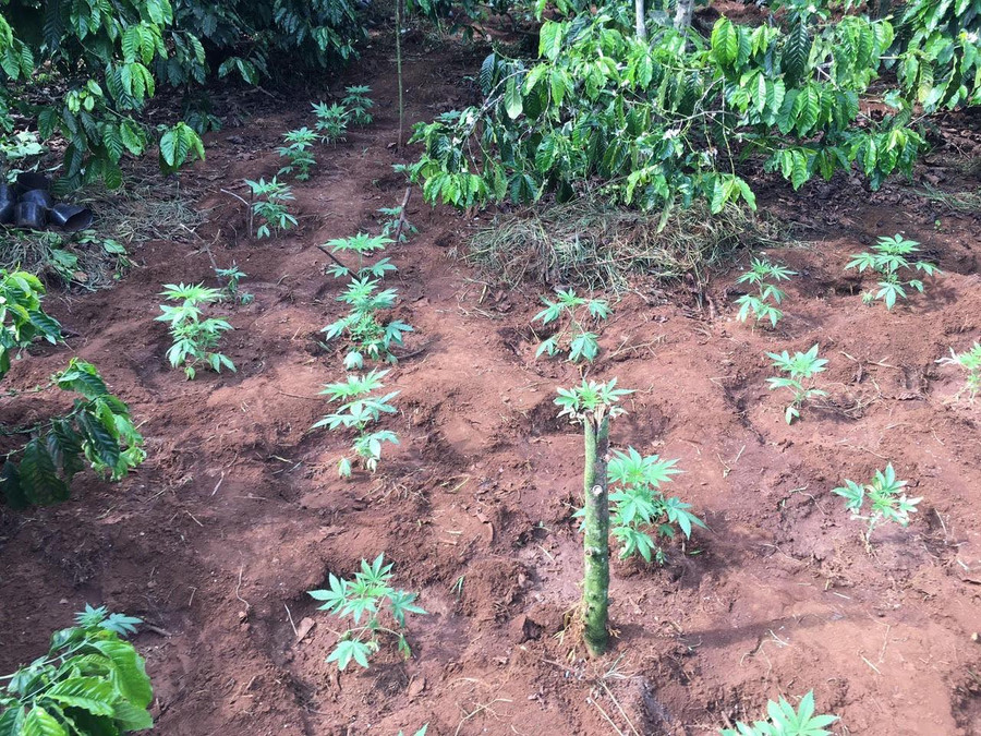 Vô tư trồng cần sa trái phép trong rẫy vắng