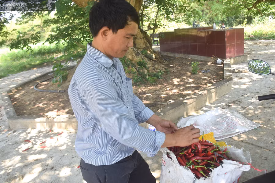 Hiệu quả thiết thực từ hành động mạnh dạn chuyển đổi cây trồng.