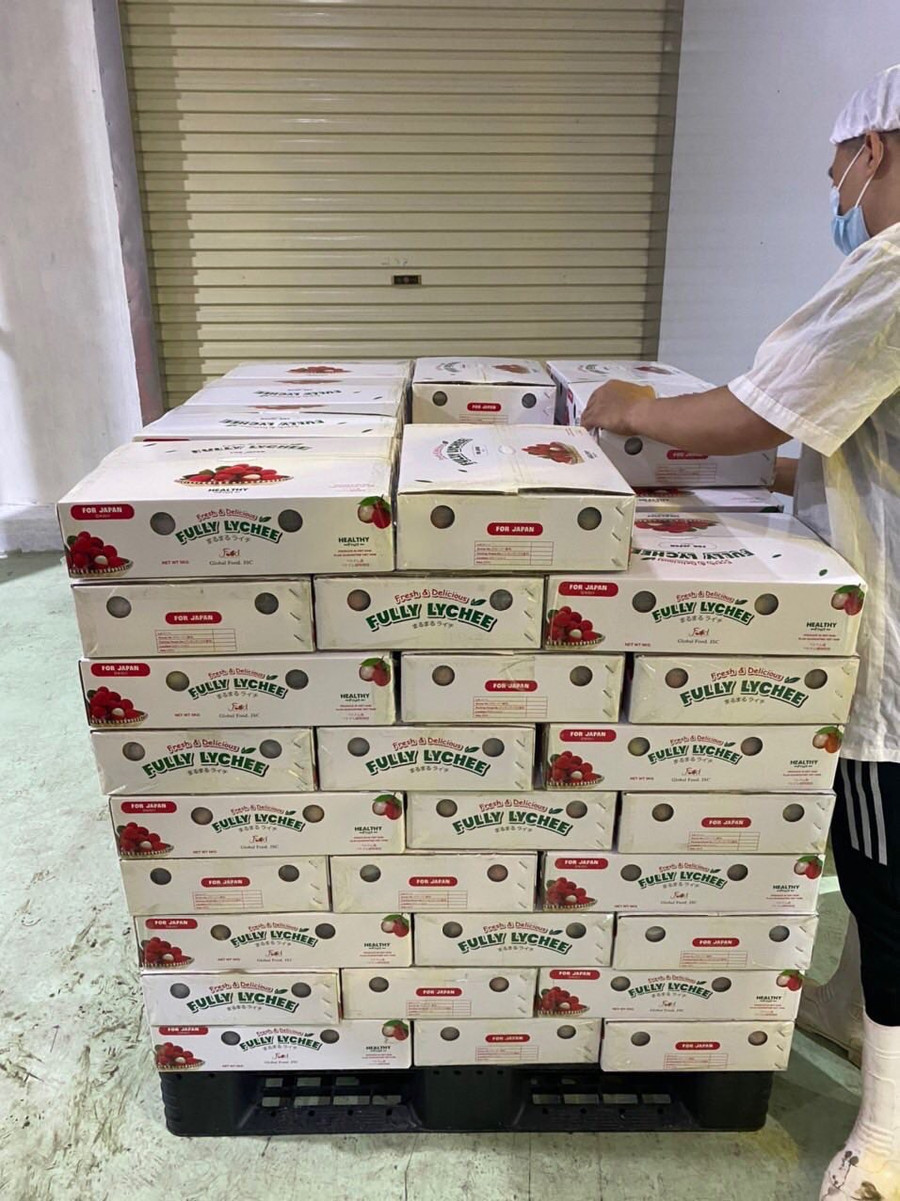 Vải thiều Bắc Giang đến Nhật Bản được đánh giá "ngon nhất thế giới". Vải thiều Bắc Giang đến Nhật Bản được đánh giá