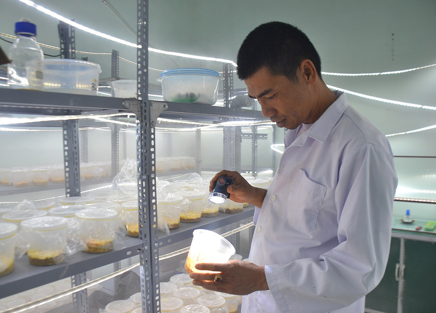 Mô hình nuôi trồng đông trùng hạ thảo tại xã Ia Ly. Ảnh: Lê Nam