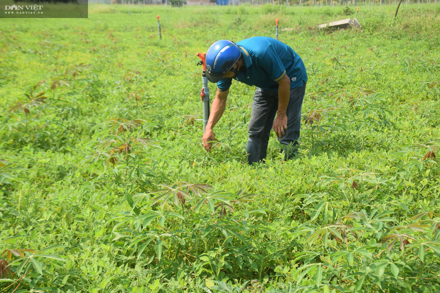 Việc nông dân ở huyện Phù Cát, tỉnh Bình Định trồng xen, luân canh trên đất trồng mì (sắn) vừa bảo vệ đất khỏi bạc màu, rửa trôi và cho hiệu quả cao gấp 3 lần phương pháp độc canh.  Việc nông dân ở huyện Phù Cát, tỉnh Bình Định trồng xen, luân canh trên đất trồng mì (sắn) vừa bảo vệ đất khỏi bạc màu, rửa trôi và cho hiệu quả cao gấp 3 lần phương pháp độc canh.