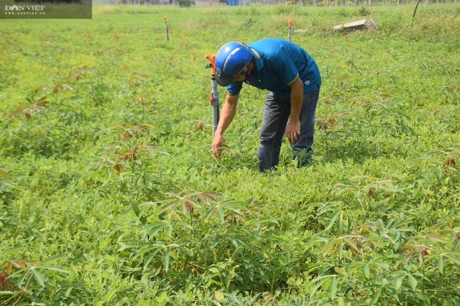  Việc nông dân ở huyện Phù Cát, tỉnh Bình Định trồng xen, luân canh trên đất trồng mì (sắn) vừa bảo vệ đất khỏi bạc màu, rửa trôi và cho hiệu quả cao gấp 3 lần phương pháp độc canh.