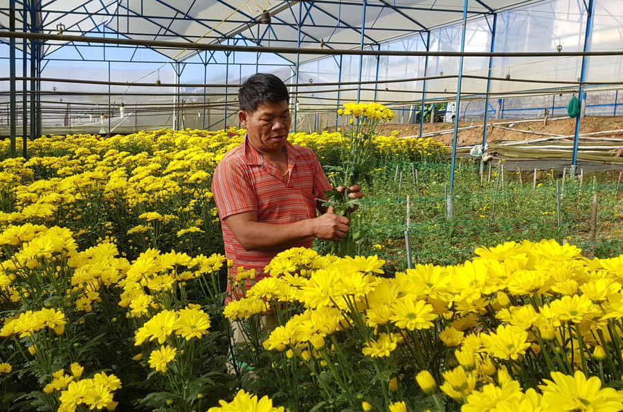 Hoa cúc ối thừa do thị trường TP.HCM, Hà Nội, Đà Nẵng... tiêu thụ ít. ẢNH: LÂM VIÊN