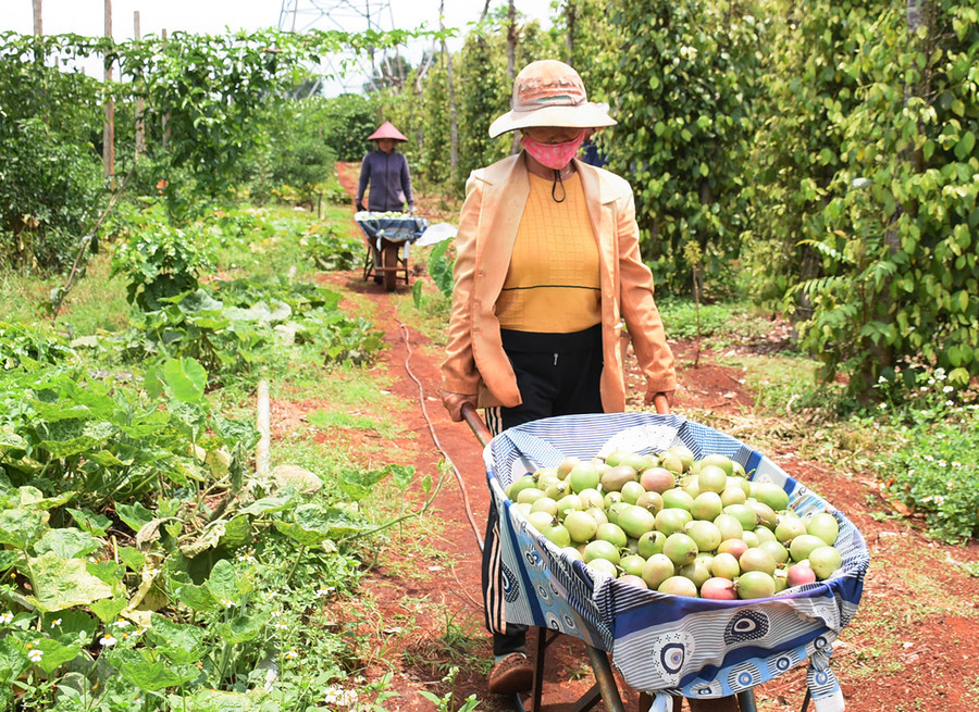  Nhờ chọn nguồn cây giống chất lượng, chăm sóc theo phương pháp hữu cơ nên giá bán chanh dây của gia đình ông Quý luôn cao ngất ngưởng, 70% sản lượng thu hoạch đạt tiêu chuẩn xuất khẩu thị trường Châu Âu