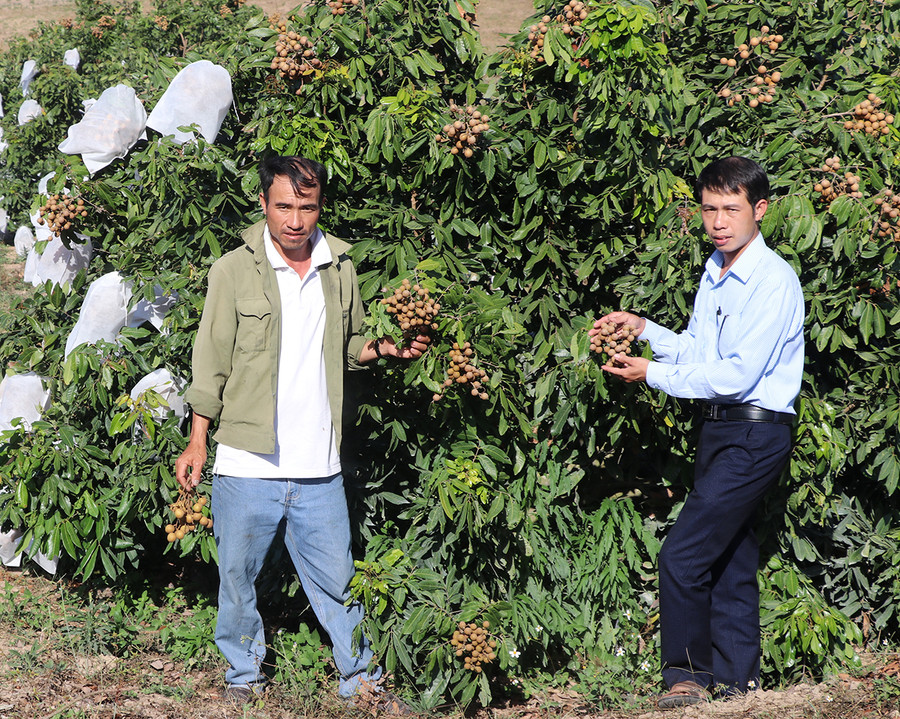 Anh Nguyễn Tự Vững (bên trái; thôn 3, xã Kông Yang, huyện Kông Chro) áp dụng kỹ thuật ép nhãn ra hoa đậu quả trái vụ mang lại thu nhập cao. Ảnh: Ngọc Minh
