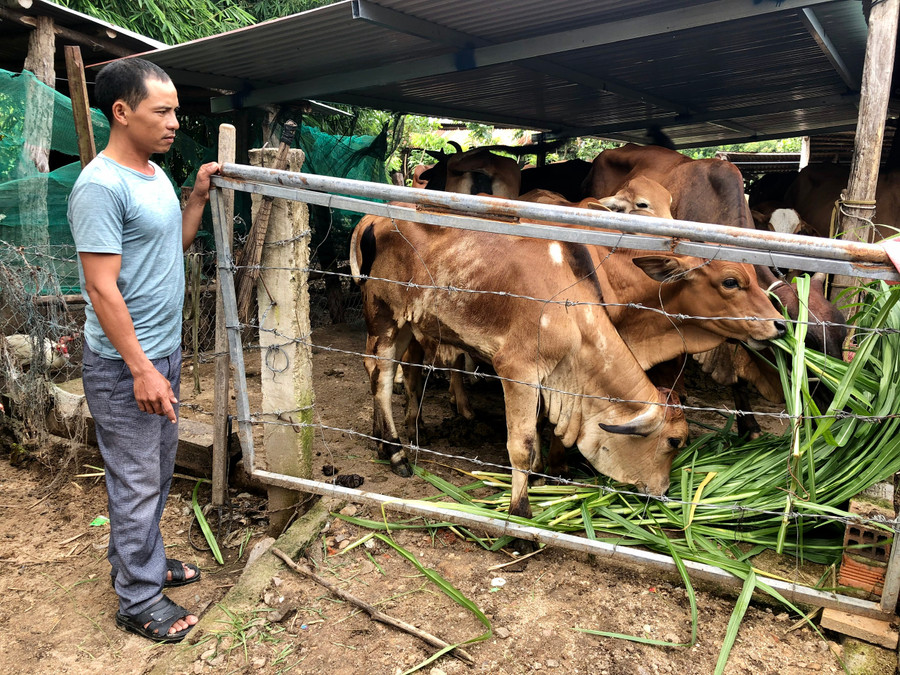 Người dân thị trấn Phú Túc (huyện Krông Pa, tỉnh Gia Lai) chăm sóc đàn bò. Ảnh: Lê Nam