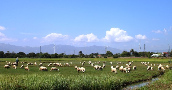 Tỉnh Ninh Thuận dần đổi thay nhờ tập trung đầu tư các công trình thủy lợi, chuyển đổi cơ cấu cây trồng, vật nuôi. Ảnh: NGUYỄN TIẾN