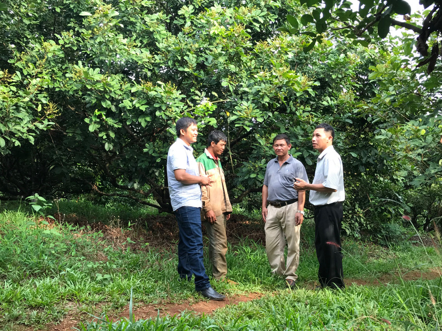 Các hội viên Hội Nông dân xã Ia Tô (huyện Ia Grai) trao đổi kinh nghiệm chăm sóc cây trồng-ảnh Phương Linh