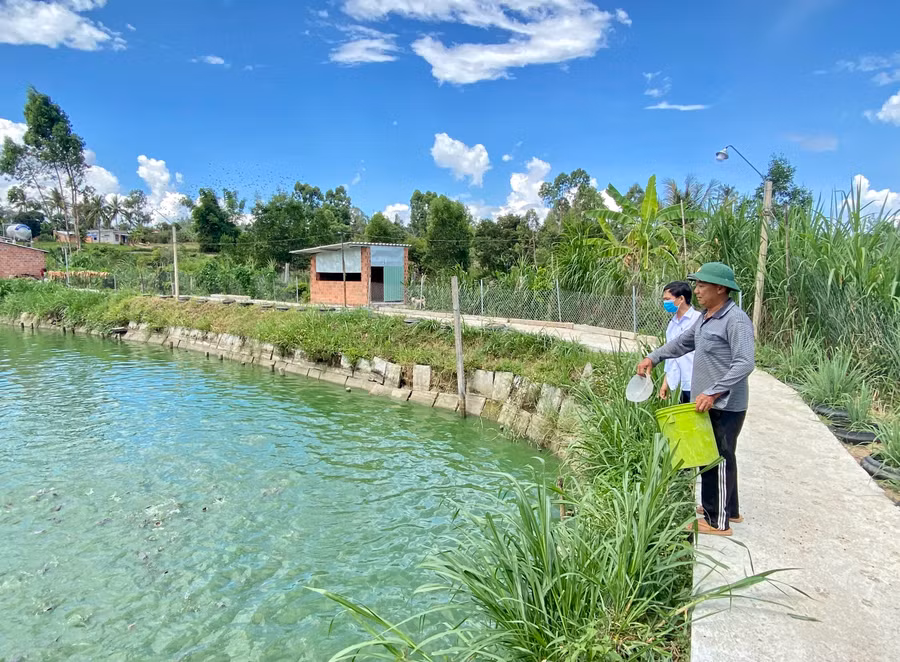 Gia đình ông Nguyễn Đắc Doãn (thôn 6, xã Thành An) phát triển mô hình vườn-ao-chuồng cho thu nhập cao. Ảnh: Mộc Trà