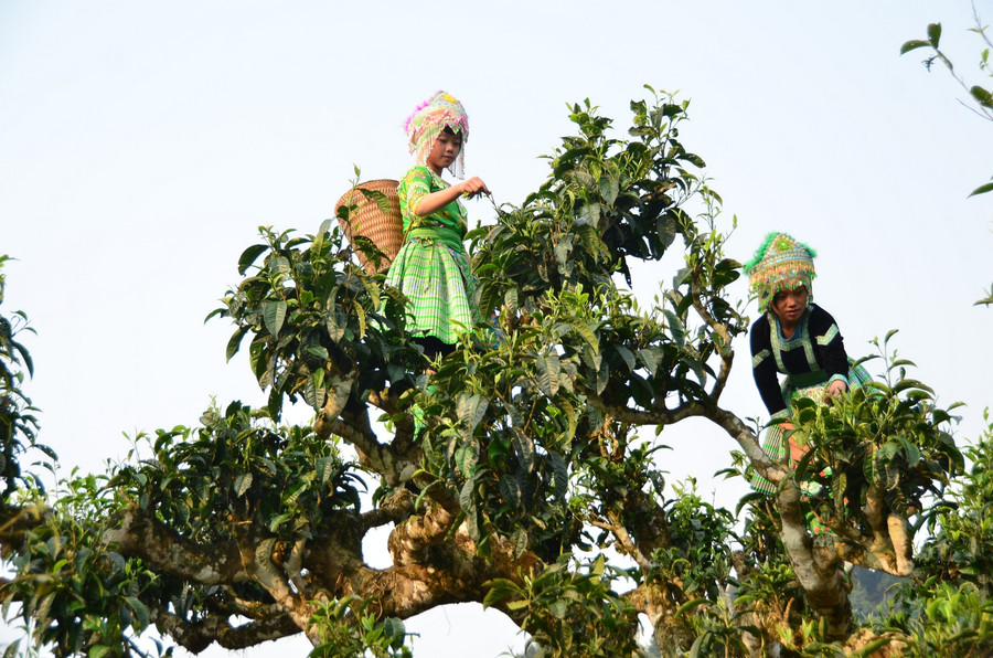 Người H’mông ở bản Giàng Pằng, xã Sùng Đô, H.Văn Chấn (Yên Bái) trên cây trà Shan cổ thụ - Ảnh: THIÊN AN Người H’mông ở bản Giàng Pằng, xã Sùng Đô, H.Văn Chấn (Yên Bái) trên cây trà Shan cổ thụ - Ảnh: THIÊN AN