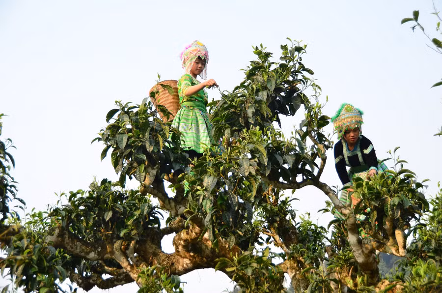 Người H’mông ở bản Giàng Pằng, xã Sùng Đô, H.Văn Chấn (Yên Bái) trên cây trà Shan cổ thụ - Ảnh: THIÊN AN