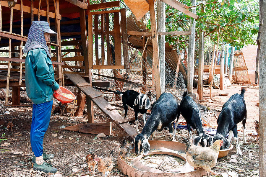 Nhờ những chương trình hỗ trợ sinh kế của Hội Phụ nữ huyện hỗ trợ 300 con gà vịt mà gia đình tôi đã thoát nghèo trong năm 2020. Chị nói, “ban đầu nhà nước hỗ trợ một số gà mấy trăm con, rồi bán được 30 triệu đồng lại mua tiếp 5 dê cái để nuôi, và gần 100 con gà vịt. Thu nhập bình quân mỗi tháng từ 5-7 triệu đồng. So với trước đây thì giờ cũng khá lắm rồi”.