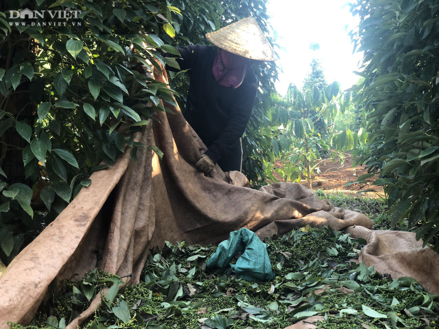 Nông dân Gia Lai thu hoạch hồ tiêu. Ảnh: T.H Nông dân Gia Lai thu hoạch hồ tiêu. Ảnh: T.H