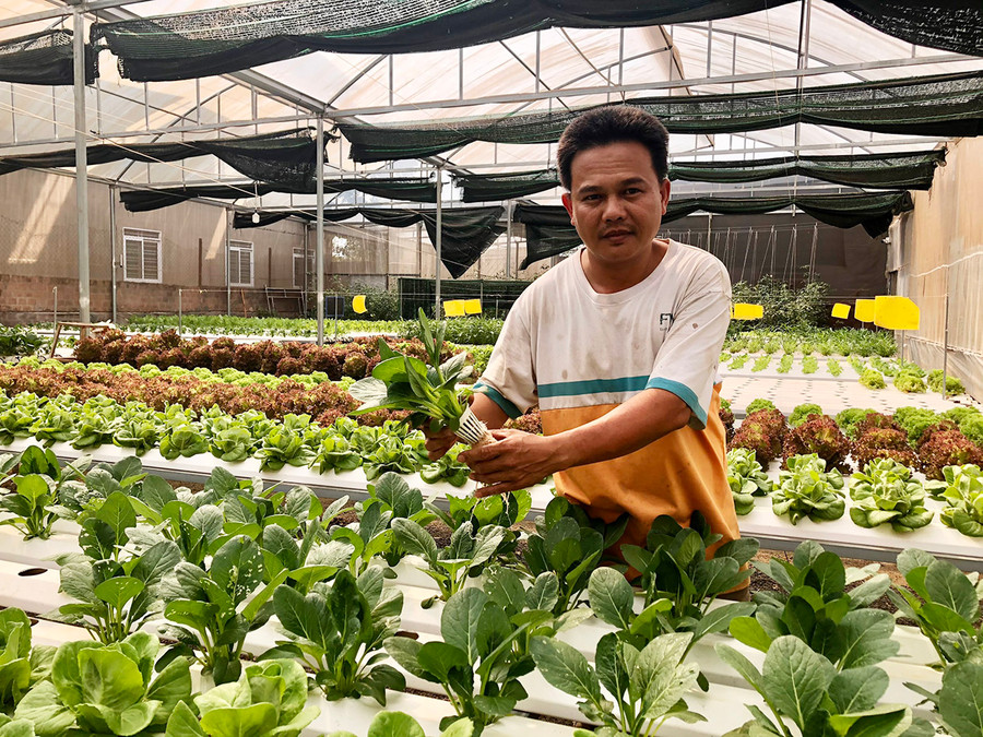  Anh Nguyễn Đức Thêm (thôn 1, thị trấn Phú Hòa) trồng rau theo phương pháp thủy canh hoàn lưu trong nhà lồng. Ảnh: Lê Nam