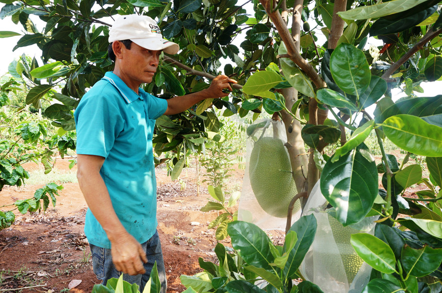 Anh Nguyễn Tấn Hùng (ở thôn 4, xã Diên Bình, (huyện Đăk Tô, tỉnh Kon Tum) đang chăm sóc những cây mít Thái trong khu vườn đa canh của gia đình. Ảnh: T.T