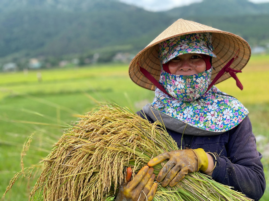 Ảnh 3: Chị My-một người nông dân Jrai ở xã Chư Đang Ya cho biết, từ nhỏ chị đã gắn bó với cánh đồng Ngô Sơn