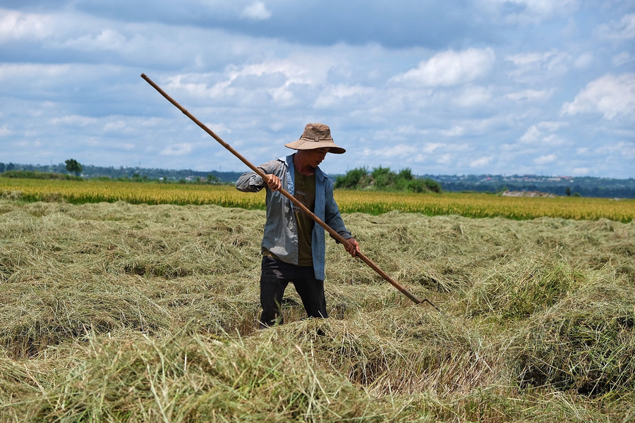 Ảnh 9: Rơm rạ được phơi ngay trên đồng để làm thức ăn gia súc 