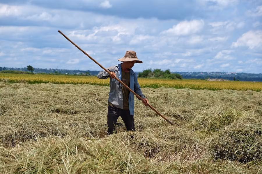 Ảnh 9: Rơm rạ được phơi ngay trên đồng để làm thức ăn gia súc 