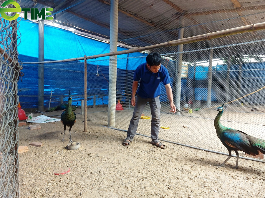 Anh Tín bên trong chuồng nuôi chim công.