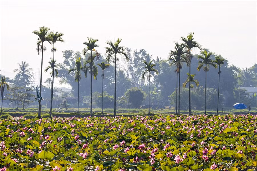 Đà Nẵng đón mùa sen bình yên tháng 5. Ảnh: Lê Tuấn