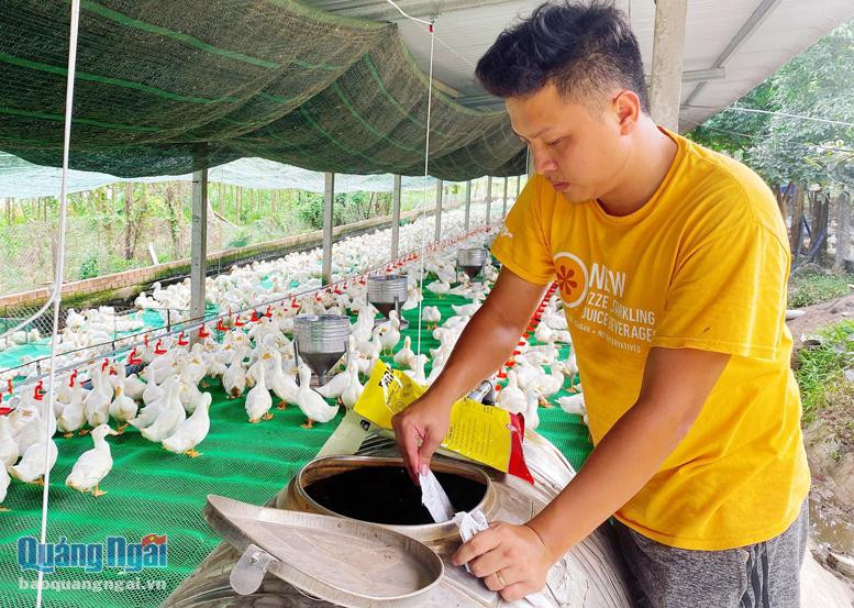 Mô hình chăn nuôi vịt của anh Vương Kỳ Nam.