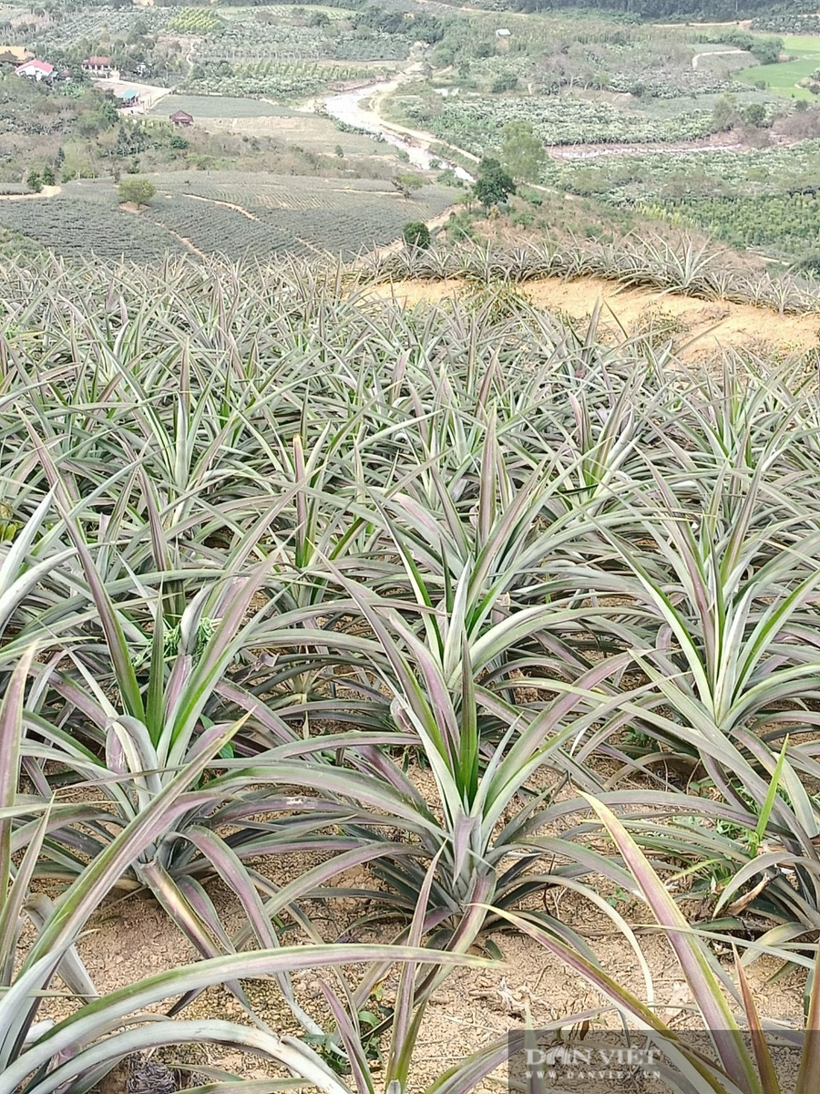 Diện tích cây dứa trên địa bàn huyện Krông Bông trên 700ha