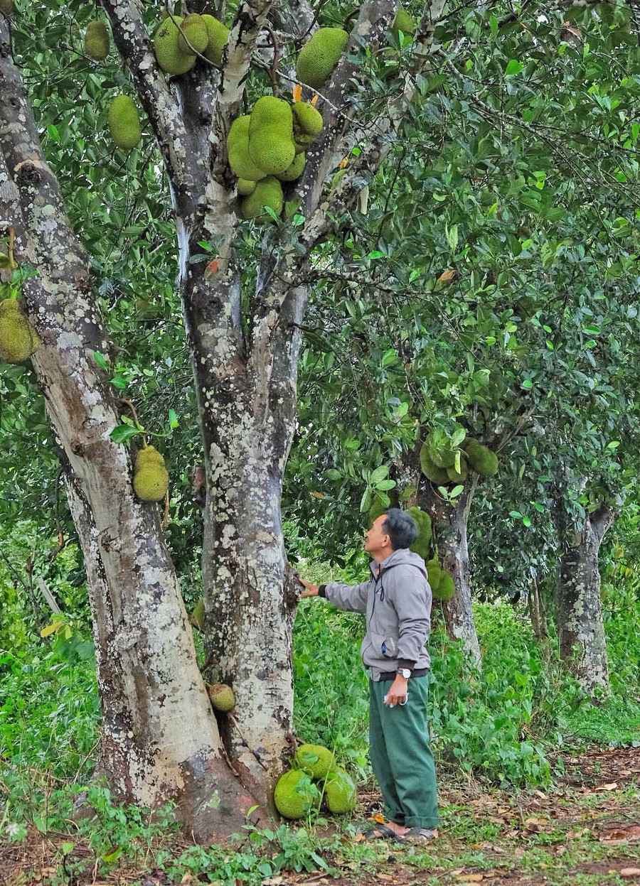 Hàng mít cổ thụ là chứng nhân cho lịch sử đấu tranh cách mạng của người dân xã Kon Gang anh hùng. Ảnh: Hoàng Ngọc