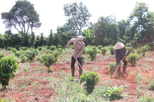 Vườn cà phê của gia đình ông Đỗ Hữu Hạnh (làng Hăng Ring, thị trấn Chư Sê) sinh trưởng và phát triển rất tốt. Ảnh: Quang Tấn
