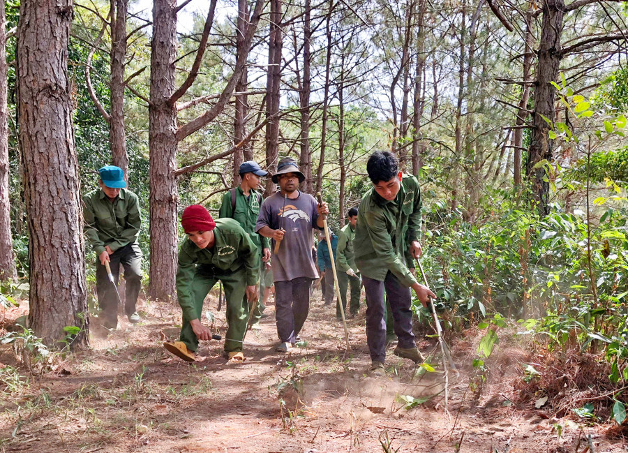 Lực lượng quản lý bảo vệ rừng Ban Quản lý rừng phòng hộ Ia Ly làm đường ranh cản lửa phòng-chống cháy rừng. Ảnh: Minh Phương