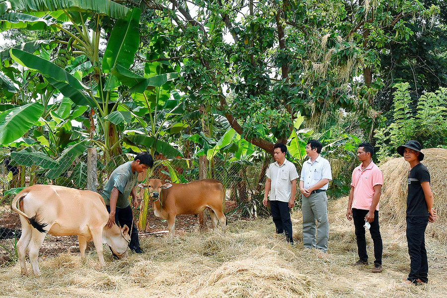 Dự án “con bò vàng” do Hội Nông dân huyện Chư Sê triển khai từ năm 2010 đã hỗ trợ sinh kế, góp phần giúp gần 50 hội viên nghèo phát triển kinh tế, xóa đói giảm nghèo.