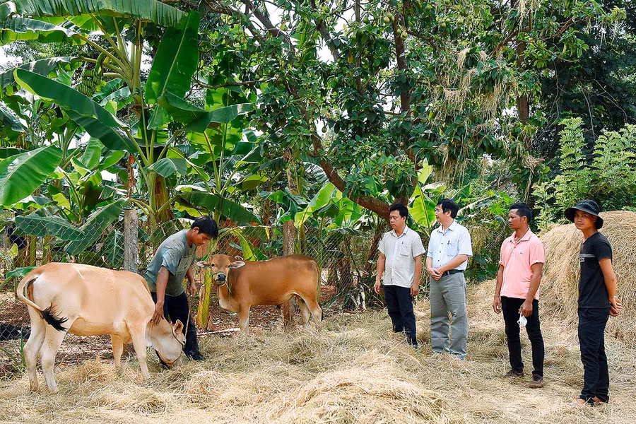 Dự án “con bò vàng” do Hội Nông dân huyện Chư Sê triển khai từ năm 2010 đã hỗ trợ sinh kế, góp phần giúp gần 50 hội viên nghèo phát triển kinh tế, xóa đói giảm nghèo.