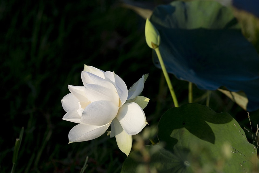 Hoa sen trắng mang đến cảm giác bình yên
