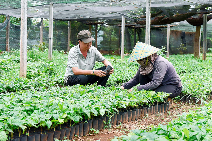 Vườn ươm hơn 1 sào của gia đình anh Đặng Văn Đông (thôn 1, xã Thăng Hưng), mỗi năm xuất bán hơn 20 ngàn cây giống các loại trên địa bàn huyện và các xã lân cận, mang thu nhập cho gia đình anh trên 150 triệu đồng.