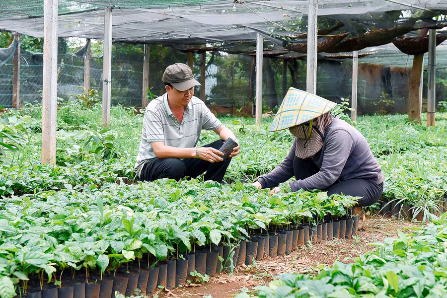 Vườn ươm hơn 1 sào của gia đình anh Đặng Văn Đông (thôn 1, xã Thăng Hưng), mỗi năm xuất bán hơn 20 ngàn cây giống các loại trên địa bàn huyện và các xã lân cận, mang thu nhập cho gia đình anh trên 150 triệu đồng.