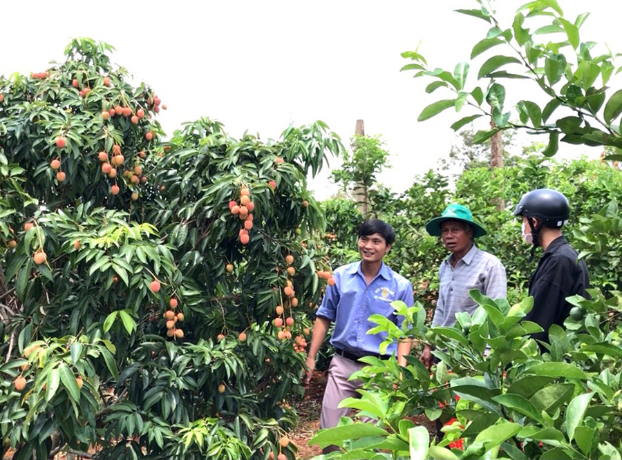 Vụ thu hoạch bói, ông Quang ước tính mỗi cây vải cho 20-25 kg quả. Ảnh: Lê Hòa  Vụ thu hoạch bói ông Quang ước tính mỗi cây đã cho từ 20-25 kg trái. Ảnh: Lê Hòa