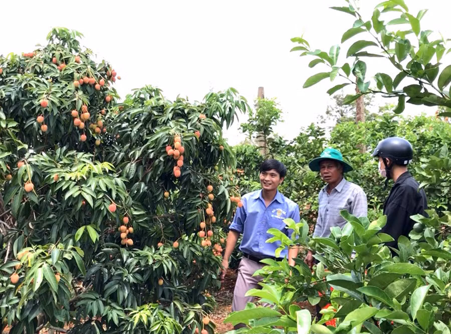  Vụ thu hoạch bói ông Quang ước tính mỗi cây đã cho từ 20-25 kg trái. Ảnh: Lê Hòa