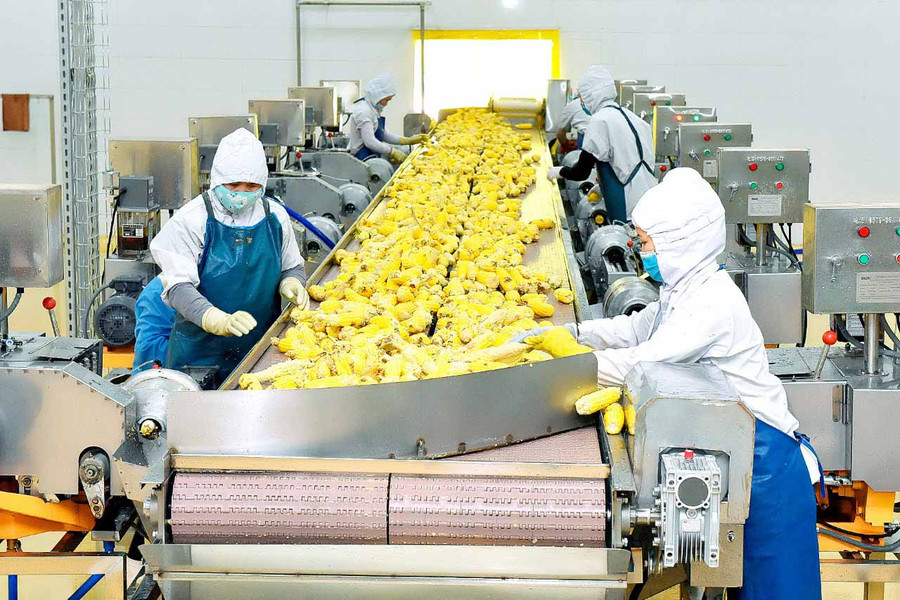 Việc ứng dụng máy móc hiện đại vào chế biến đã gia tăng giá trị cho hàng nông sản của địa phương. Ảnh: Đức Thụy