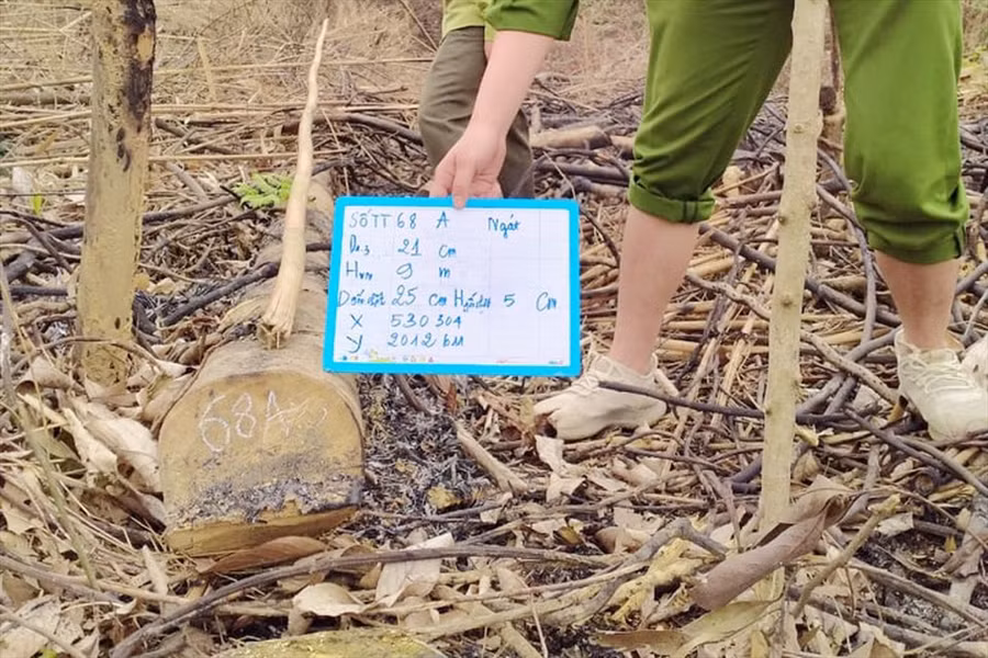 Cây rừng tự nhiên bị đối tượng Thông hủy hoại. Ảnh: KL