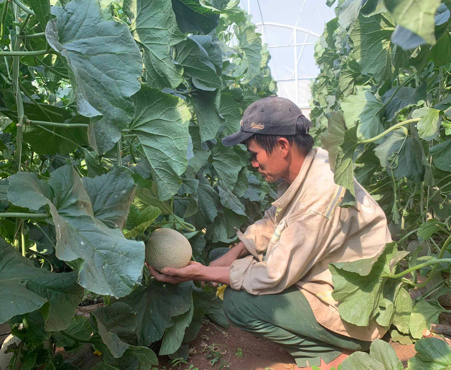 Mô hình trồng dưa lưới của anh Phan Văn Thế (xã Ia Nhin, huyện Chư Păh). Ảnh: Phương Linh