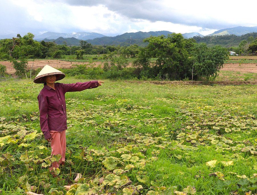 Bà Vũ Thị Vui (làng Kươk, xã Sró, huyện Kông Chro) chưa thu hoạch bí đỏ để chờ tăng giá. Ảnh: Ngọc Minh