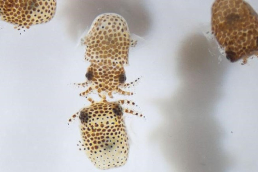 Chuyến tàu vũ trụ chở hàng tiếp theo của SpaceX sẽ đưa mực ống đuôi cộc và gấu nước lên Trạm Vũ trụ Quốc tế. Ảnh: NASA