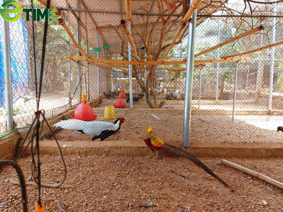 Chuồng trại xây dựng kiên cố, có rào bảo vệ vây quanh.