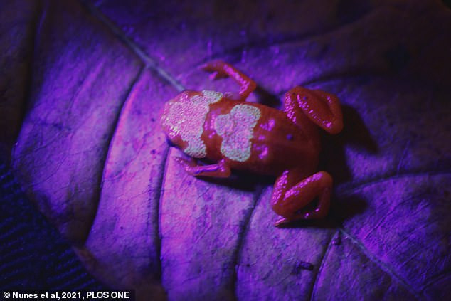 Loài này có các mảng xương trên hộp sọ và lưng phát sáng màu xanh lục qua da dưới tia UV. Ảnh: Plos One.