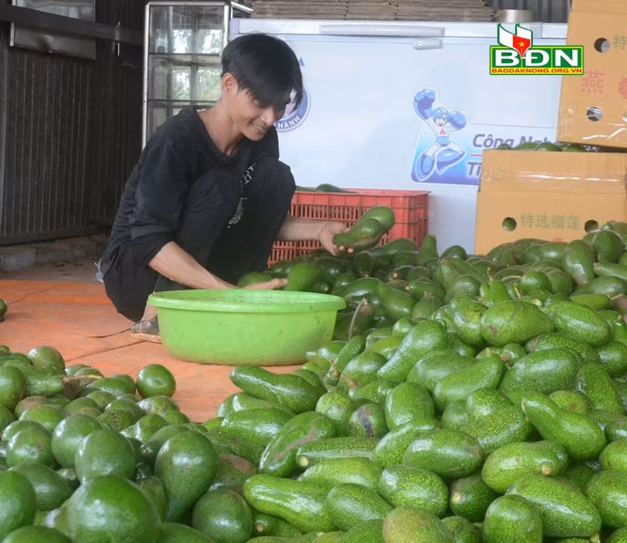 Lượng tiêu thụ bơ của anh Nguyễn Danh Chiến, phường Nghĩa Đức (TP Gia Nghĩa, tỉnh Đắk Nông) chỉ bằng khoảng 1/4 so với mọi năm