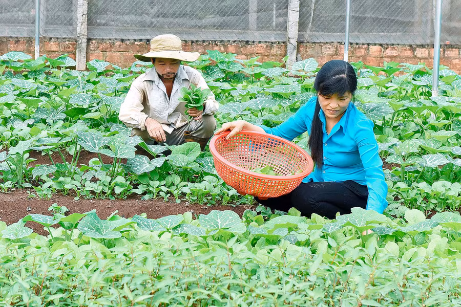Trước đây, 2 vợ chồng đi làm thuê cuộc sống rất vất vả. Năm 2020 anh Công mạnh dạn đầu tư gần 100 triệu đồng để làm 500 m2 nhà lưới để trồng các loại rau ăn lá. Mỗi ngày vườn rau của gia đình anh cung cấp cho thị trường hơn 1 tạ rau các loại. Anh Công cho hay.